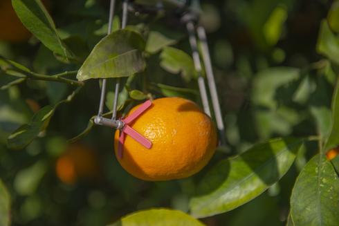 בפרדסי תפוזים בישראל נרשמה עלייה של 28% ביבול אל מול חיסכון של 37% בצריכת המים