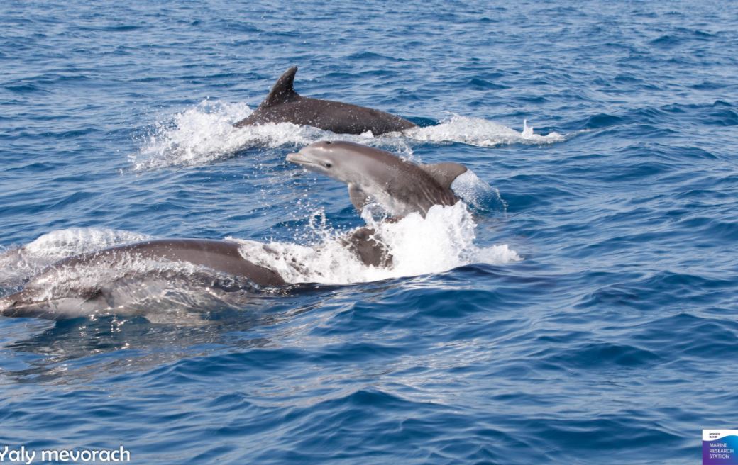 הדולפינים בנתניה