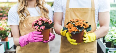 טיפול בצמחים ופרחים