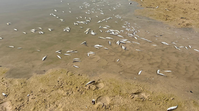 הדגים המתים באיזור שפך הנחל