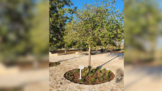 מקום מקסים לטיול חורפי: יער השירים נחנך בפתח תקוה